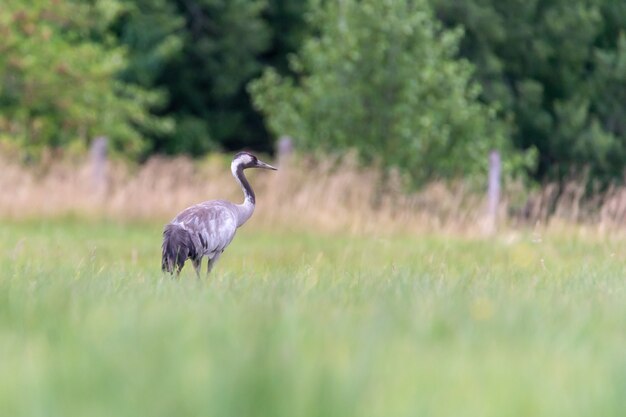 Selektiver Schuss eines gewöhnlichen Krans in einem Feld unter dem Sonnenlicht mit einem verschwommenen Hintergrund