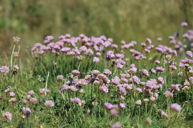 Selektiver Schuss von rosa Meeressparsamkeitsblumen in einem Feld unter dem Sonnenlicht