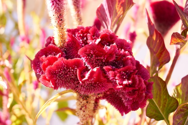 Seltene exotische rote Blume in einem Garten