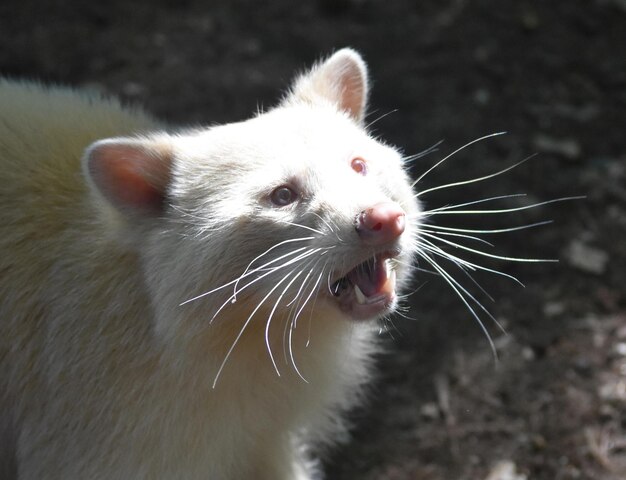 Seltene Nahaufnahme eines Albino-Waschbären.