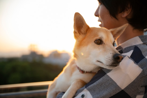 Kostenloses Foto shiba inu-hund, der einen spaziergang macht