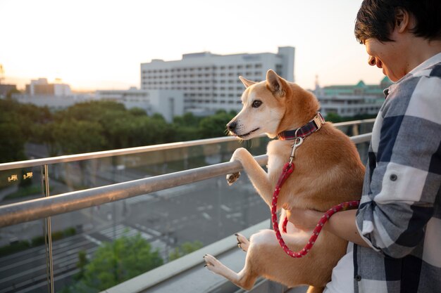 Kostenloses Foto shiba inu-hund, der einen spaziergang macht