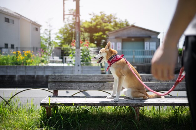 Shiba Inu-Hund, der einen Spaziergang macht