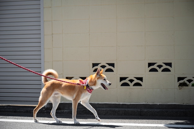 Kostenloses Foto shiba inu-hund, der einen spaziergang macht