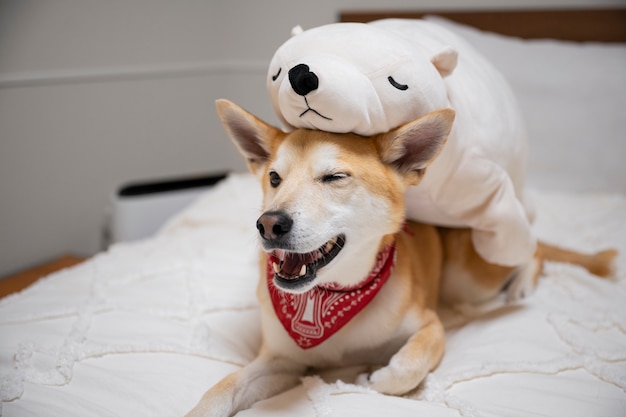 Shiba-inu-hund, der im bett sich entspannt