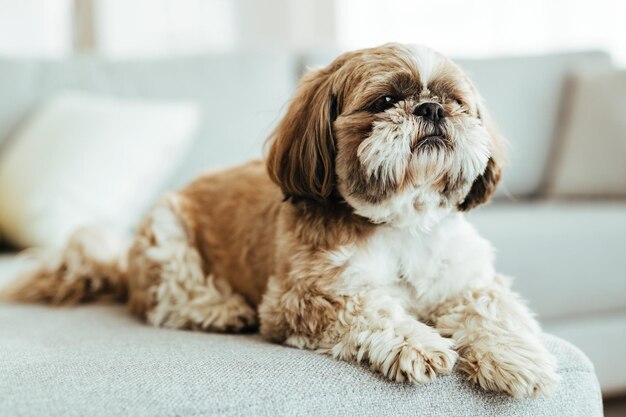 Shih Tzu-Hund entspannt sich auf dem Sofa im Wohnzimmer