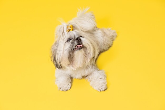 Shih-tzu Welpe, der orange Bogen trägt. Nettes Hündchen oder Haustier liegt isoliert auf gelbem Hintergrund. Der Chrysanthemenhund. Negatives Leerzeichen zum Einfügen Ihres Textes oder Bildes.