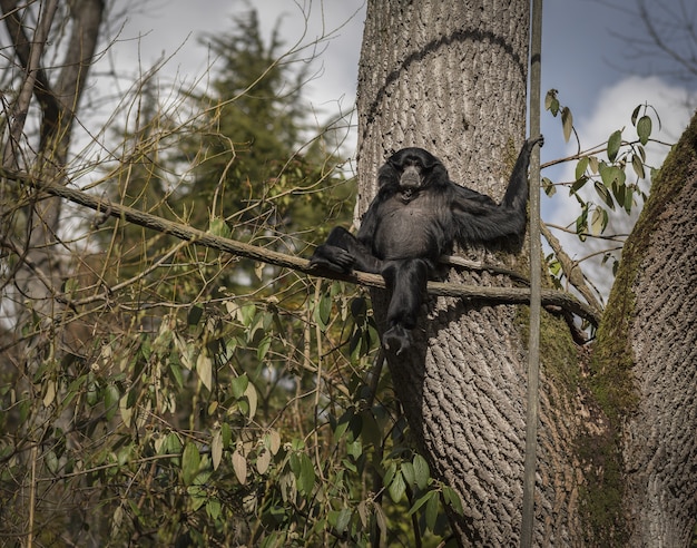 Siamang-Affe