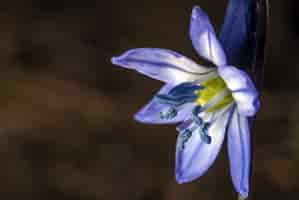 Kostenloses Foto sibirische squill unter dem sonnenlicht mit einem unscharfen hintergrund