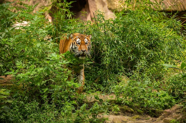 Kostenloses Foto sibirischer tiger panthera tigris altaica schwimmt direkt vor dem fotografen im wasser gefährliches raubtier in aktion tiger im lebensraum der grünen taiga wunderschönes wildtier in gefangenschaft