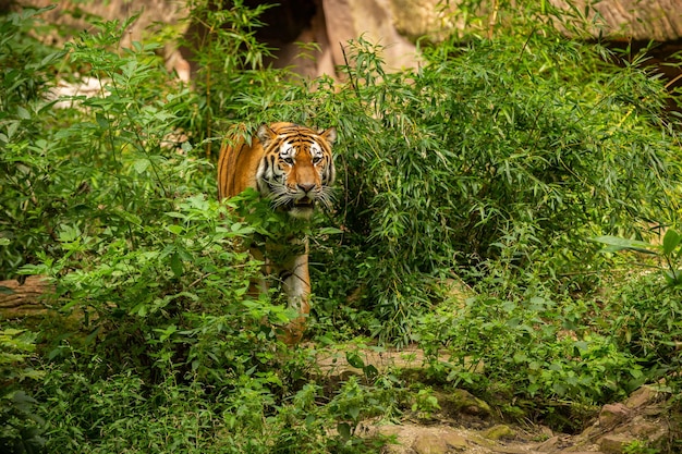 Sibirischer Tiger Panthera tigris altaica schwimmt direkt vor dem Fotografen im Wasser Gefährliches Raubtier in Aktion Tiger im Lebensraum der grünen Taiga Wunderschönes Wildtier in Gefangenschaft