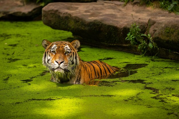 Sibirischer Tiger Panthera tigris altaica schwimmt direkt vor dem Fotografen im Wasser Gefährliches Raubtier in Aktion Tiger im Lebensraum der grünen Taiga Wunderschönes Wildtier in Gefangenschaft