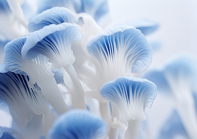 Sicht auf weiße und blaue Pilze