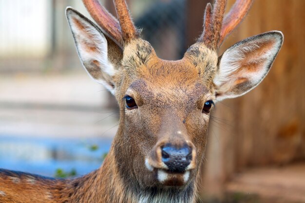 Sika Hirsch gegen Unschärfe Hintergrund