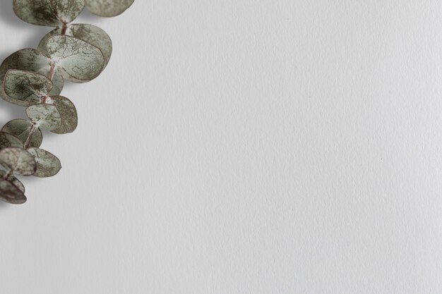 Silberdollar-Eukalyptus-Hintergrund