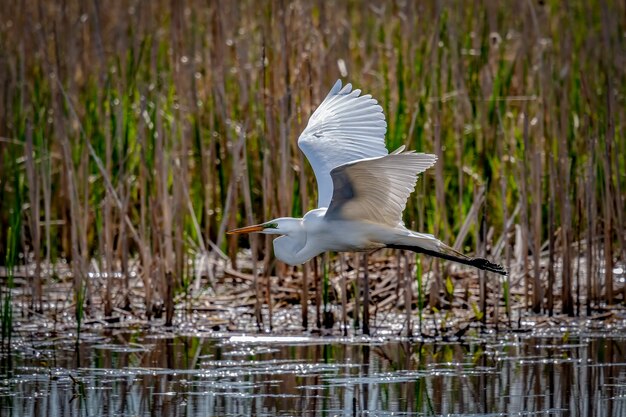 Silberreiher (Ardea alba),