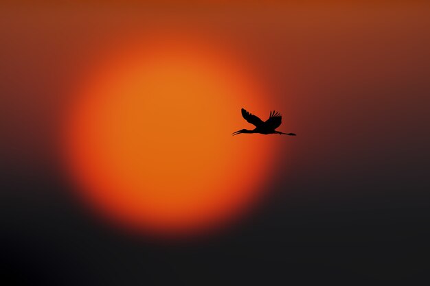 Silhouette eines am Himmel fliegenden Vogels mit einer wunderschönen Sonnenuntergangslandschaft in einer verschwommenen Oberfläche