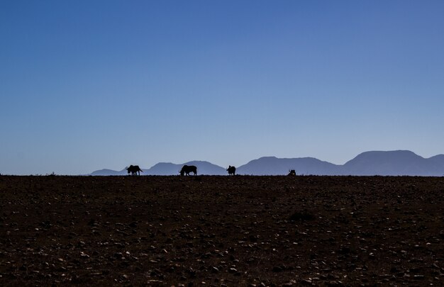 Silhouetten von Rindern, die auf dem Feld mit einem klaren Himmel grasen