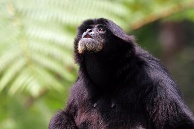 Singe Gibbon Siamang, der in der Natur ruft