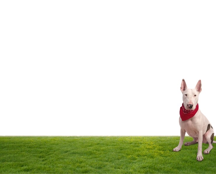 Kostenlose Foto sitzen hund auf weißem hintergrund
