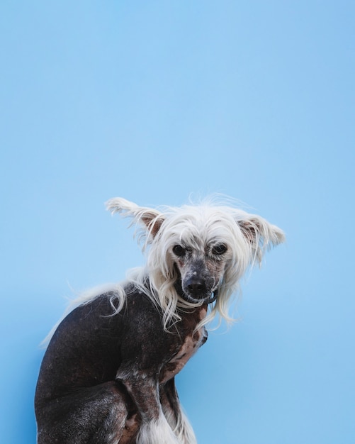 Sitzender Chinese Crested-Hund mit dem weißen langen Haar und Kopienraum