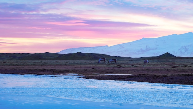 Kostenloses Foto skandinavische felder mit vielen elchen, wunderschöne tiere, die mit rosa himmel durch die isländische landschaft wandern. wildtiere in der gefrorenen isländischen natur mit landschaften und arktischer landschaft. handaufnahme.