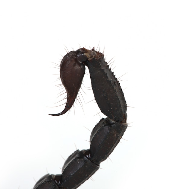 Kostenloses Foto skorpionschwanz