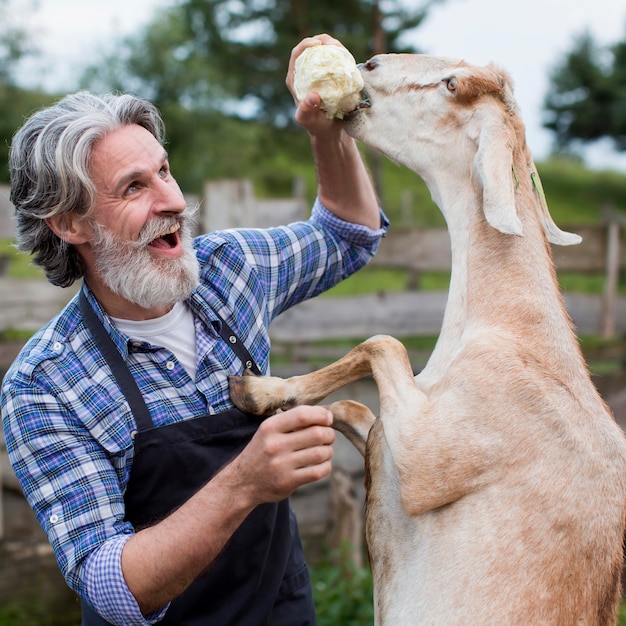 Smiley älterer Mann, der Ziege füttert