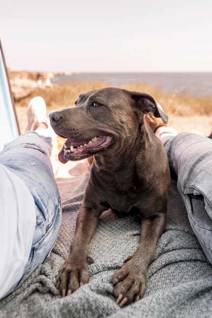 Smiley-Hund bleibt friedlich neben seinem Besitzer