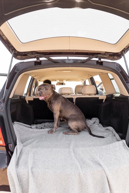 Smiley-Hund, der friedlich in einem Autokofferraum bleibt