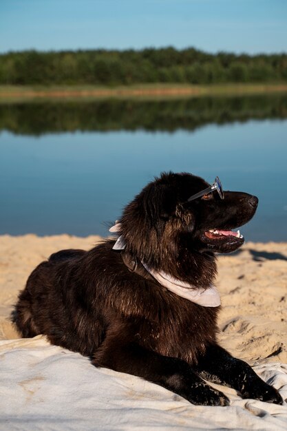 Smiley-Hund der Seitenansicht am Strand