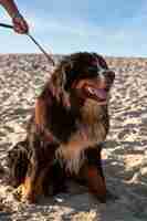 Kostenloses Foto smiley-hund mit leine am strand