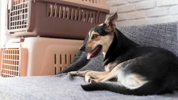 Smiley-Hund sitzt auf der Couch