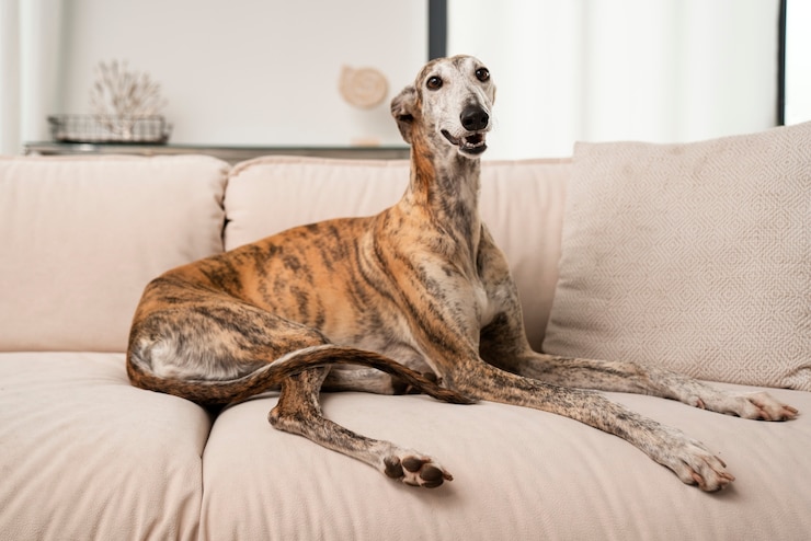 Kostenlose Foto smiley-hund sitzt auf der couch