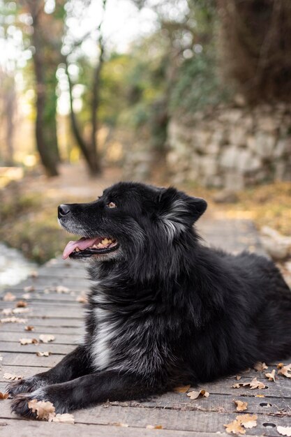 Smiley-Hund sitzt draußen