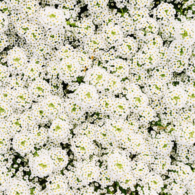 Snowmound spirea blüht (Spiraea-nipponica) Blüte im Frühjahr