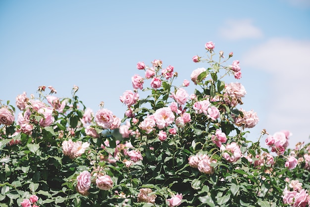 Kostenloses Foto sommer blühende rosa rosen