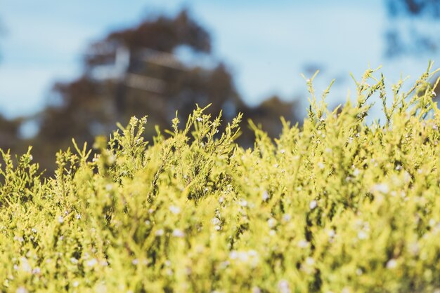 Sommer gelb Pflanze Hintergrund