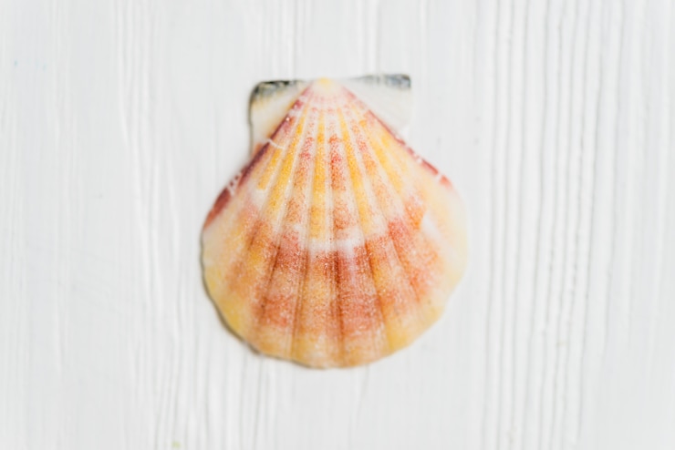 Kostenlose Foto sommer-konzept mit shell