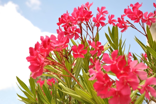 Sommer schöne Blumen von Rose Farbe