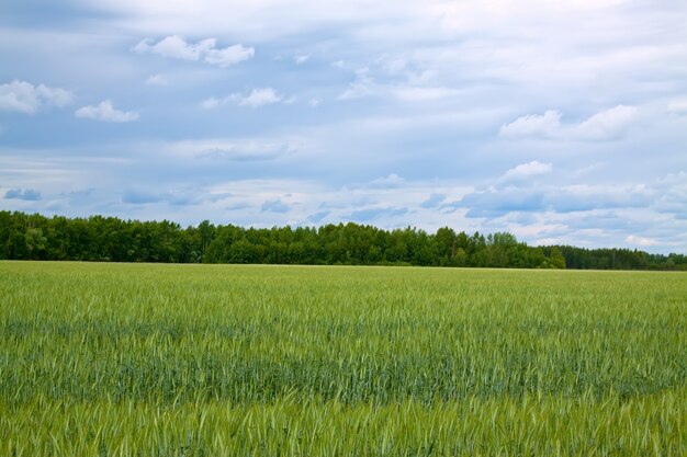 Sommerlandschaft mit grünem Feld