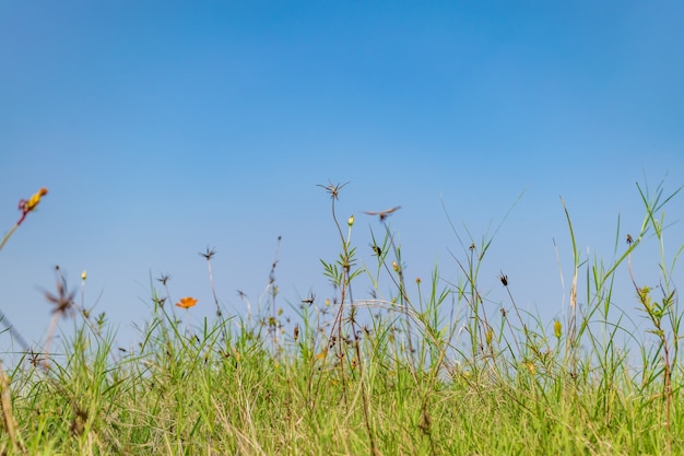 Sonne Gras Fotografie Blick Natur