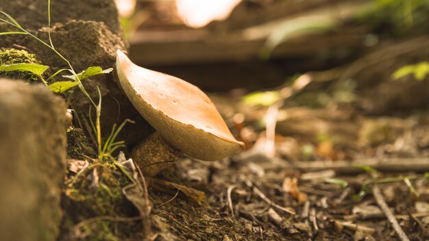 Sonnenbeschiener Pilz mit orange Kappe im Holz