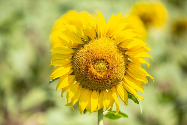 Sonnenblume.