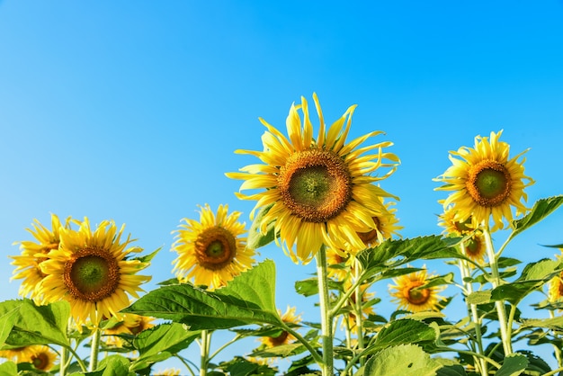 Sonnenblumen auf dem Feld mit blauem Himmel