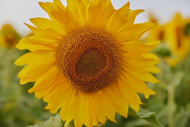 Sonnenblumen natürlicher hintergrund landwirtschaftlicher feldsommertag
