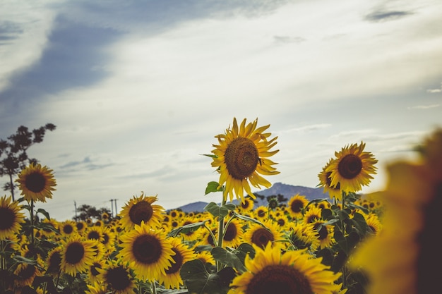 Sonnenblumen