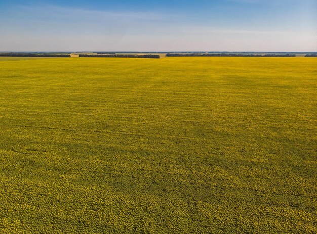 Sonnenblumenfeld Luftaufnahme von landwirtschaftlichen Feldern mit blühenden Ölsaaten
