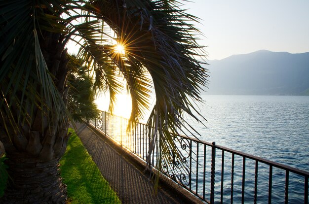 Sonnenlicht bedeckt die Palmen auf dem Körper des Sees