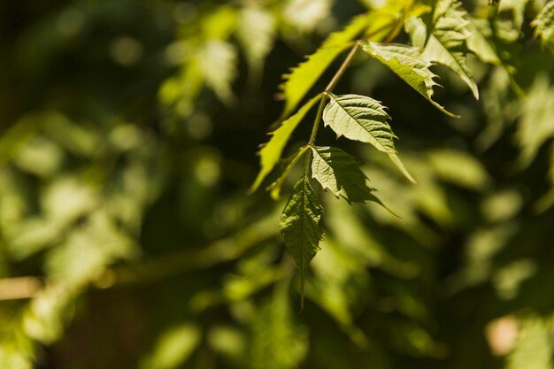 Kostenloses Foto sonnenlicht, das auf grüne blätter fällt